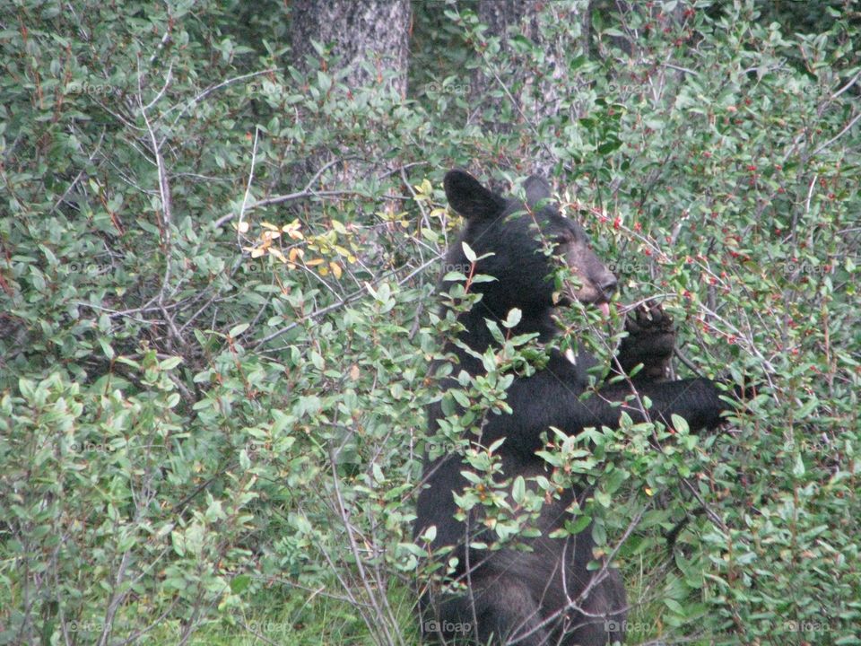 Black bear eating berries