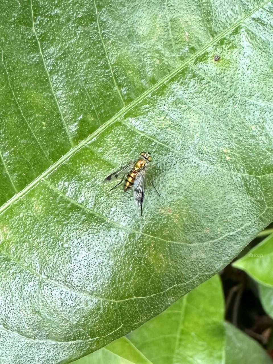 Condylostylus fly on mandevilla rocktrumpet vine green leaf close up nature bug insect backyard patio plants