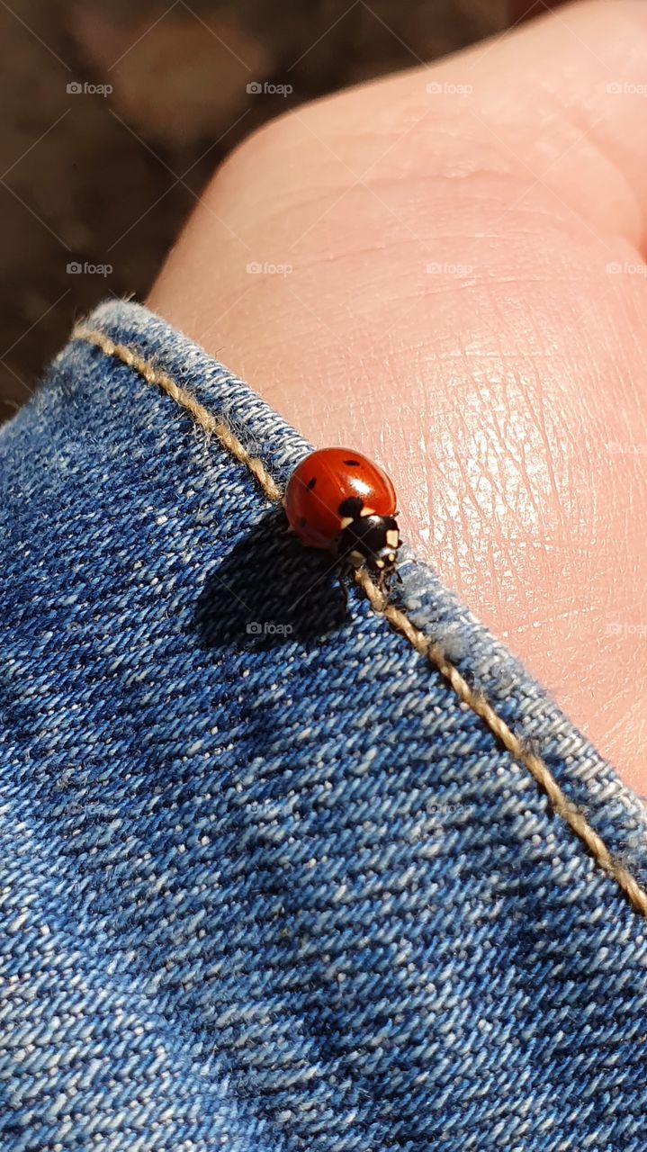 lady bug sitting on hand