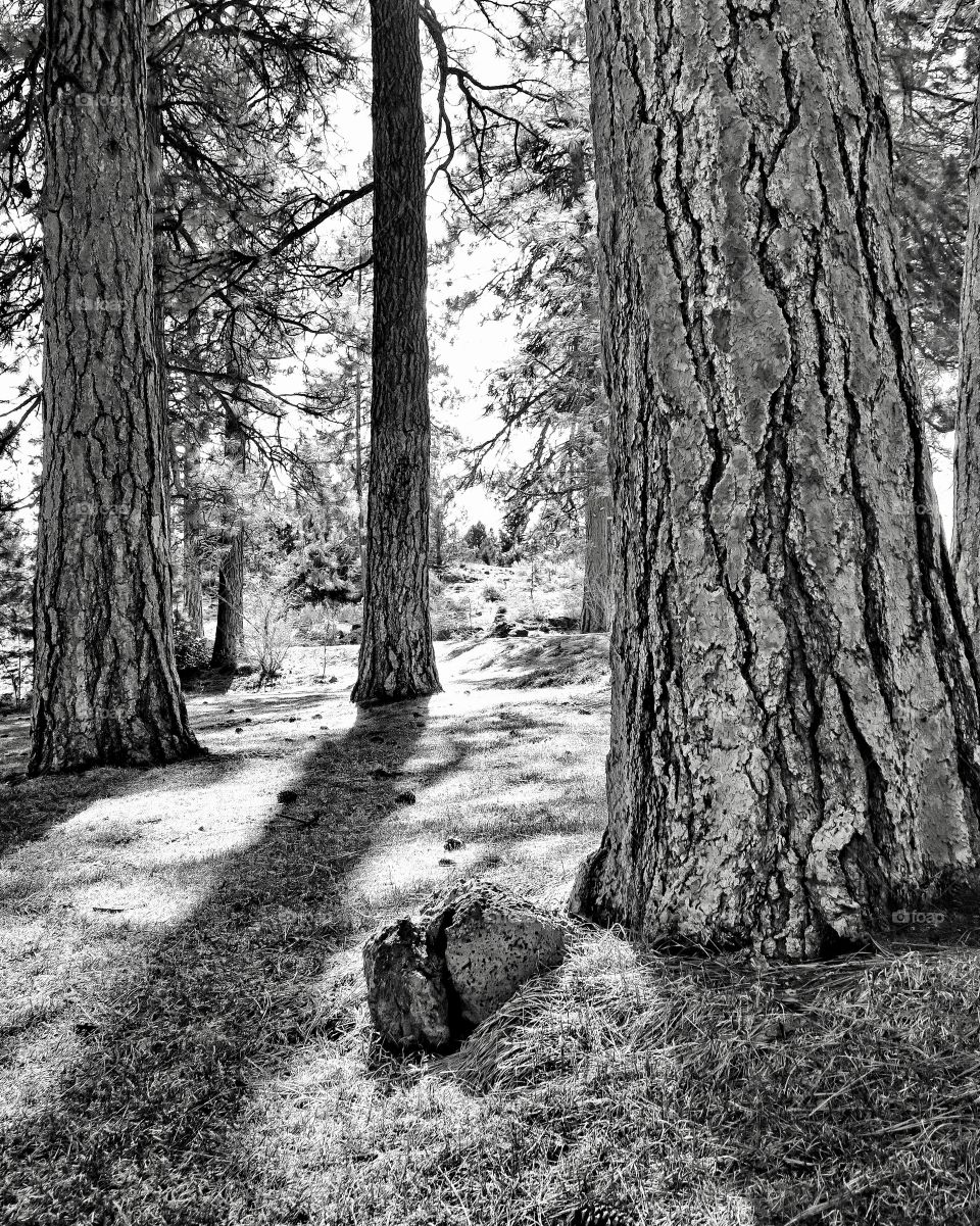 Ponderosa Pine trees in a park in Bend, Oregon illuminated with the afternoon sun. 