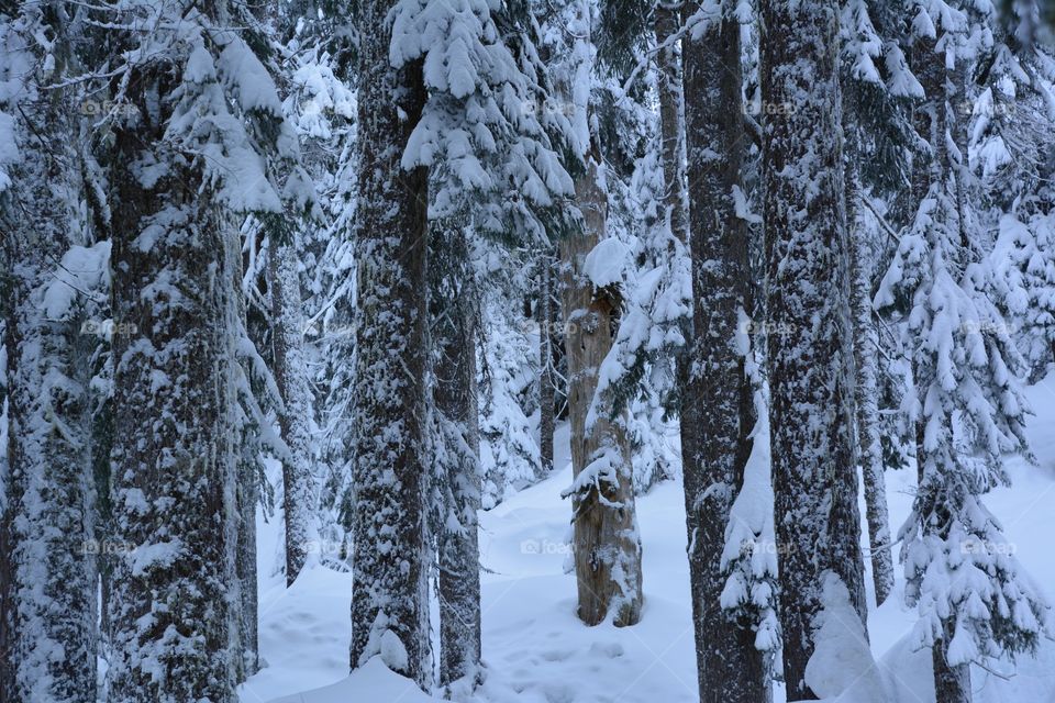 Snowy forest 