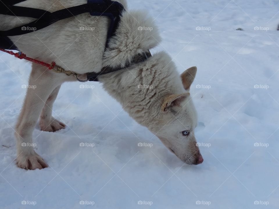 Dog sledge 