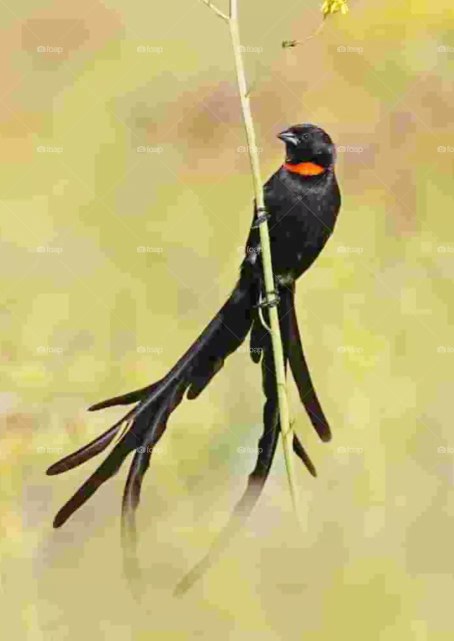 bird