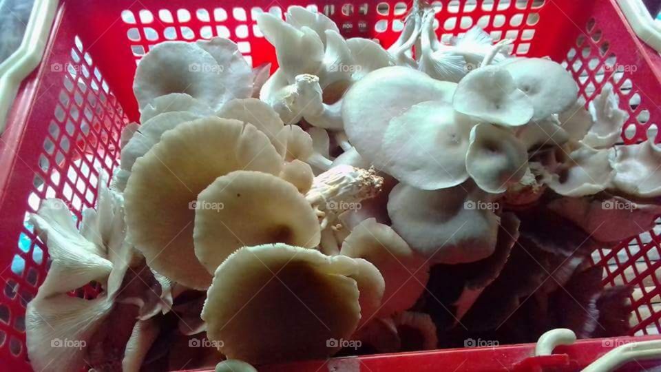 Mushroom in house
