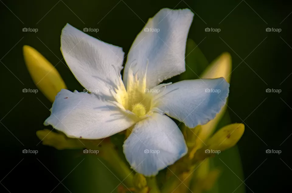 Jasmine 