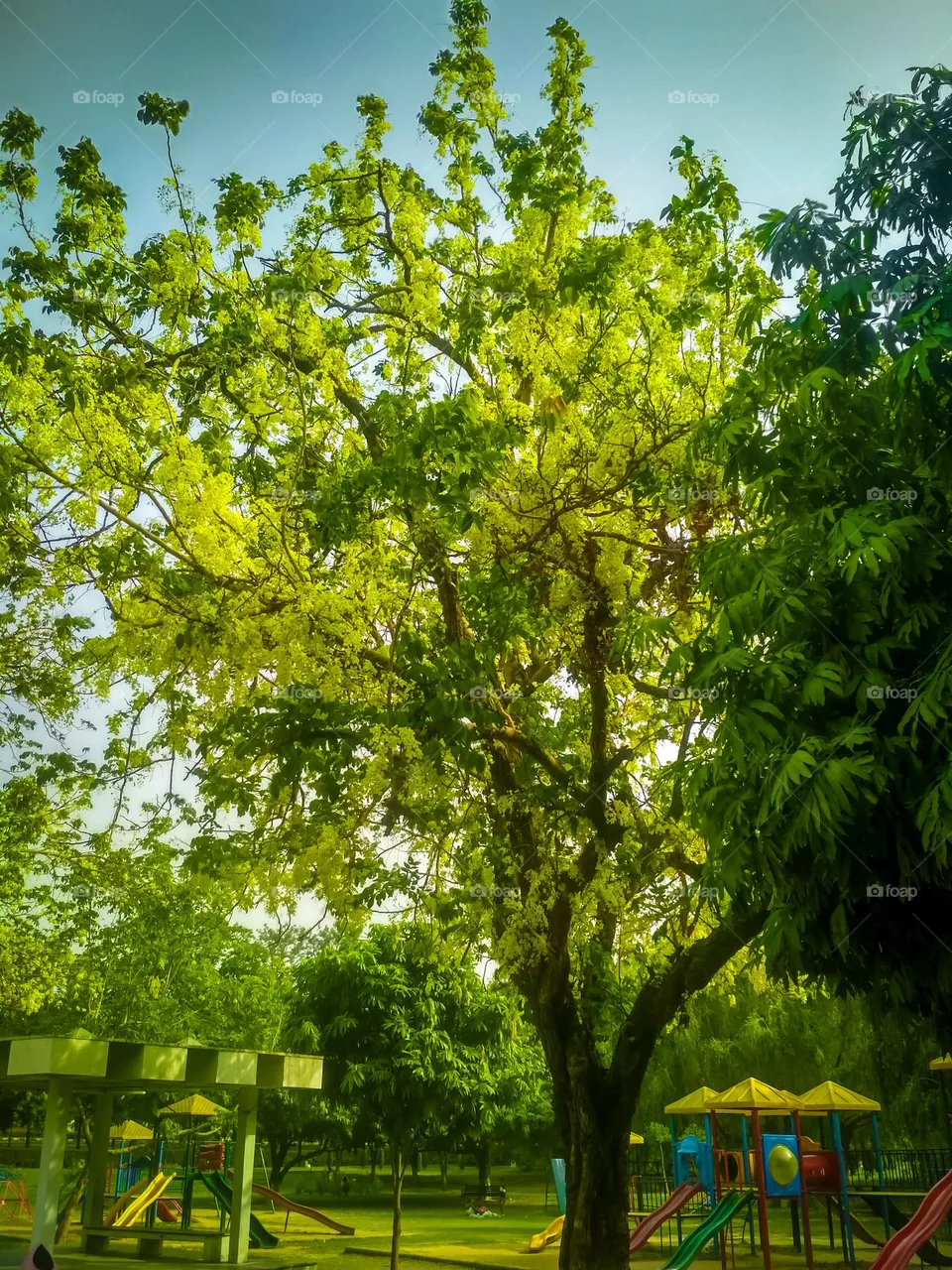 tree