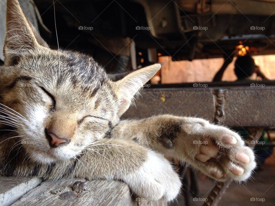 Close-up of resting cat