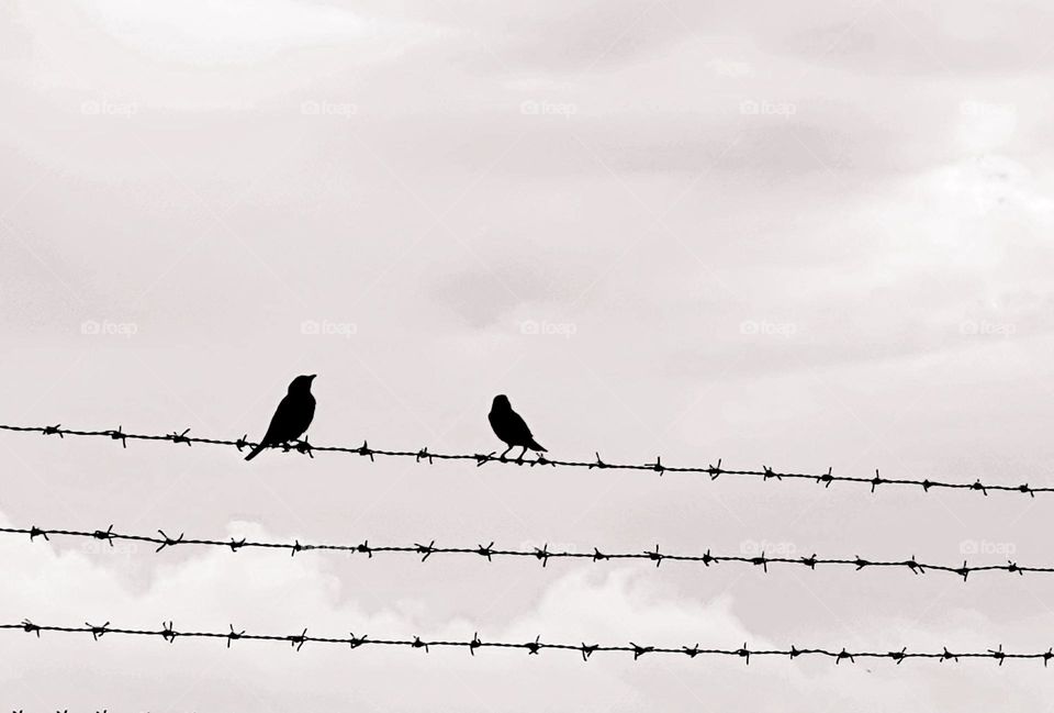 Silhouette of Two Birds on Wire