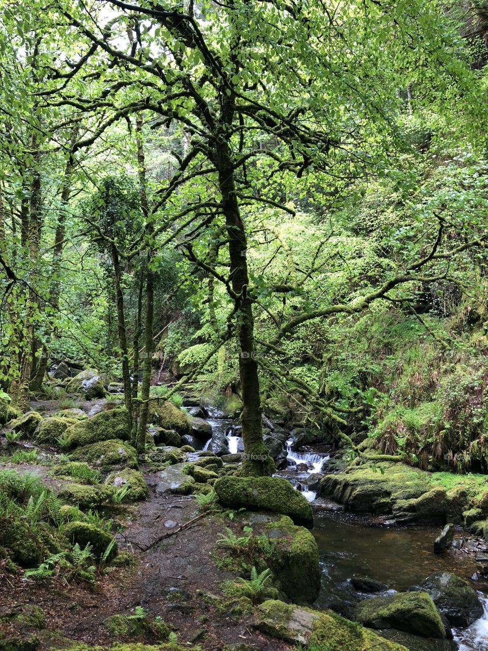 Beautiful green Ireland Forest 