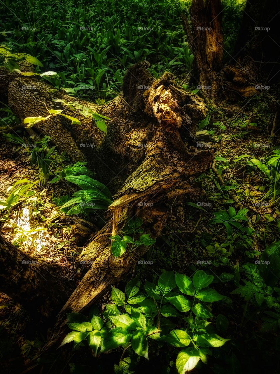 Green plant flower beauty nature greens outdoor