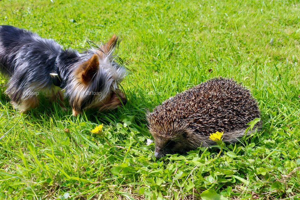 A frightened hedgehog and a curios dog on a meadow
