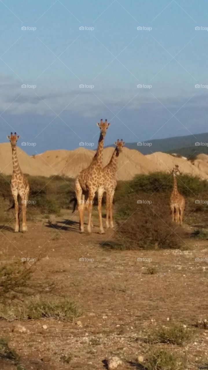 Family giraffes 