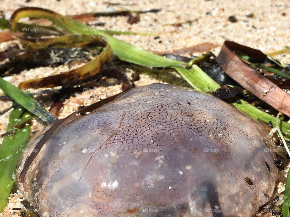 Closeup live jellyfish washed up on shore at low tide 