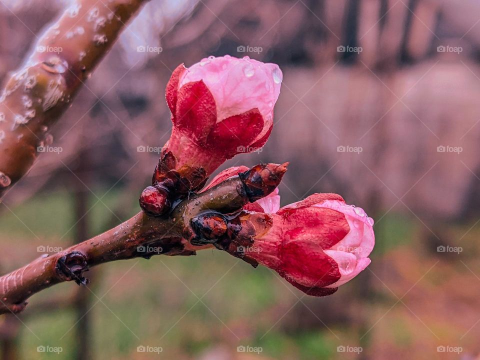 Prunus mume in spring