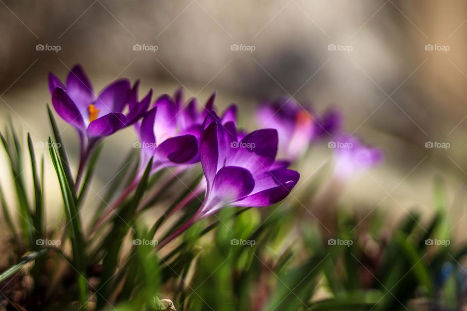 Beautiful crocuses