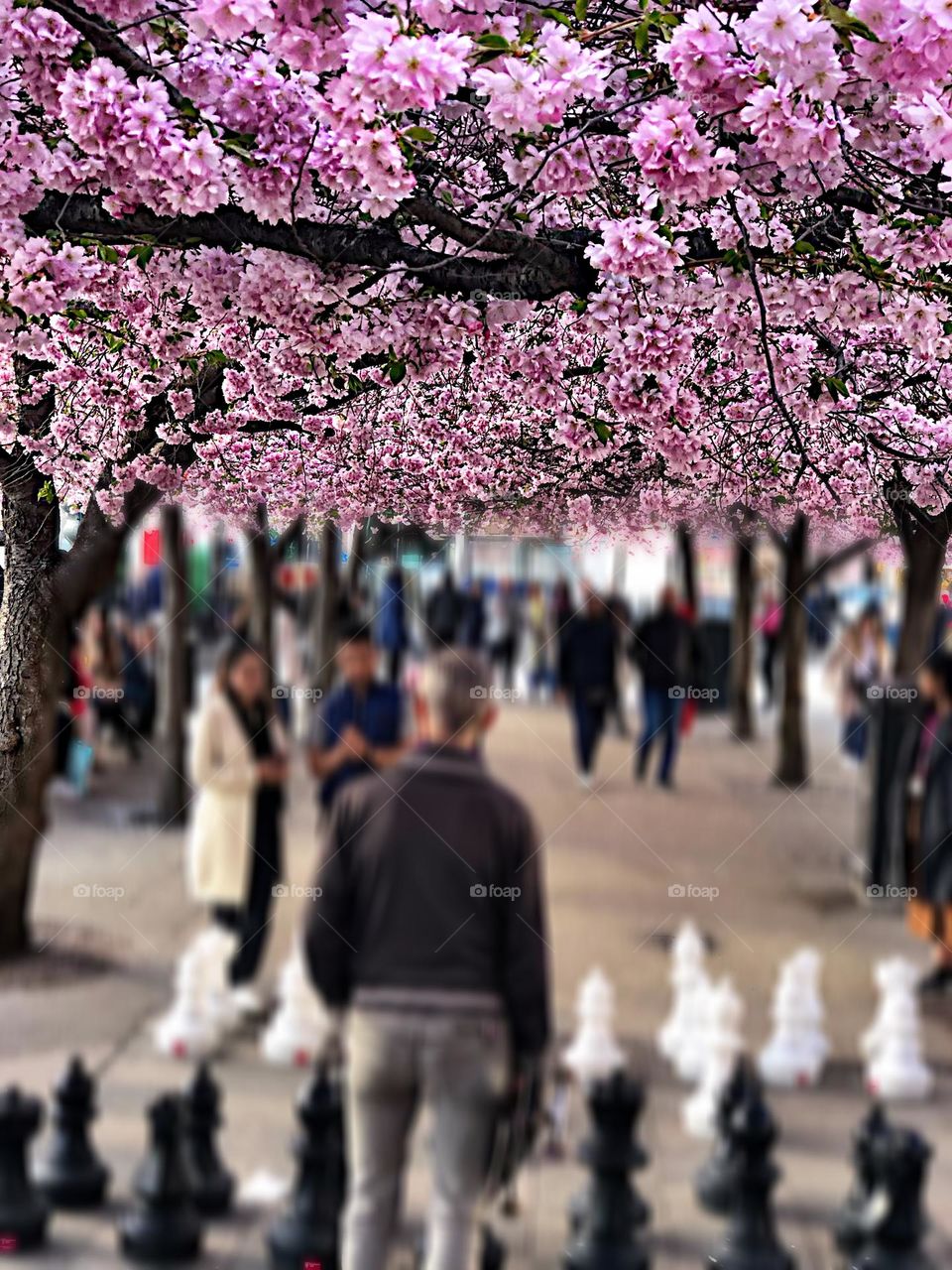 Entertainment under beautiful cherry trees