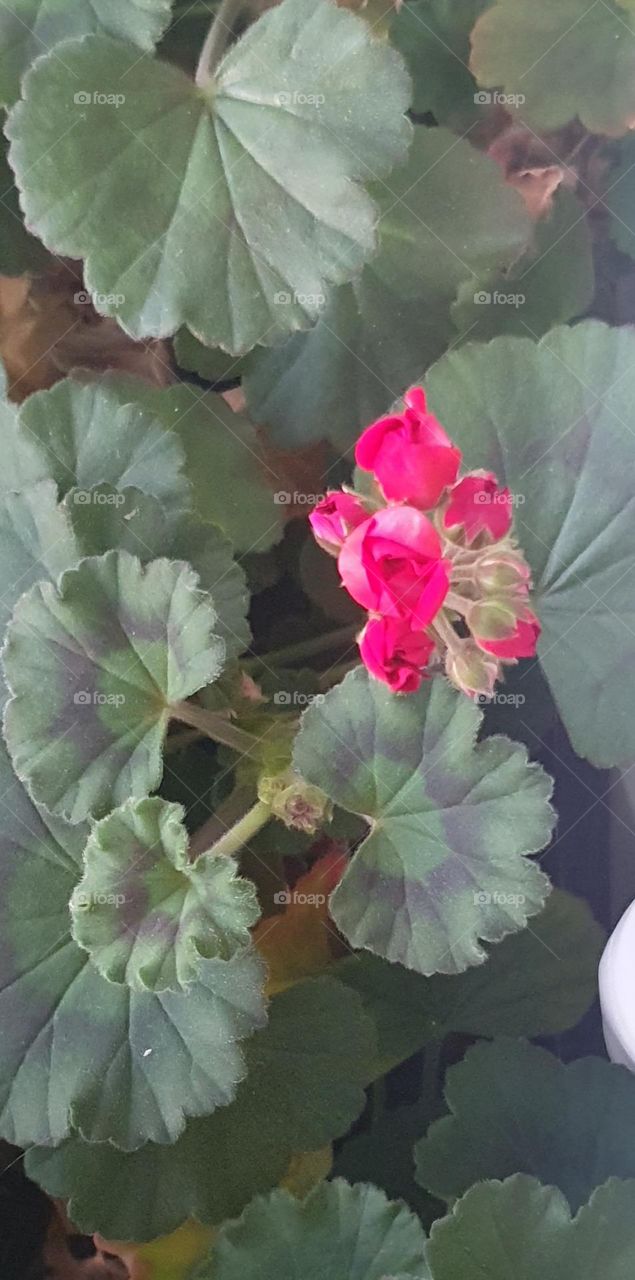 Pink geranium!