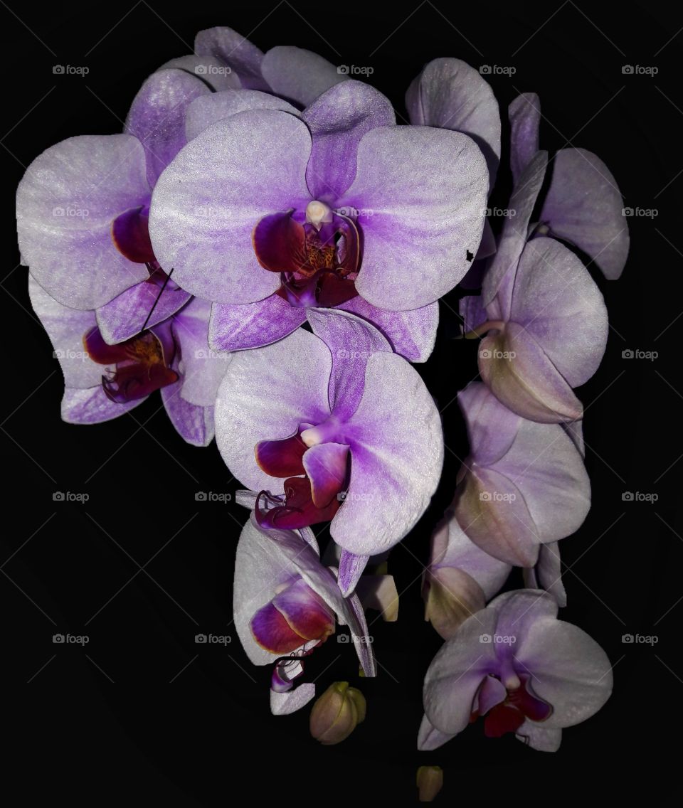 my beauty orchids