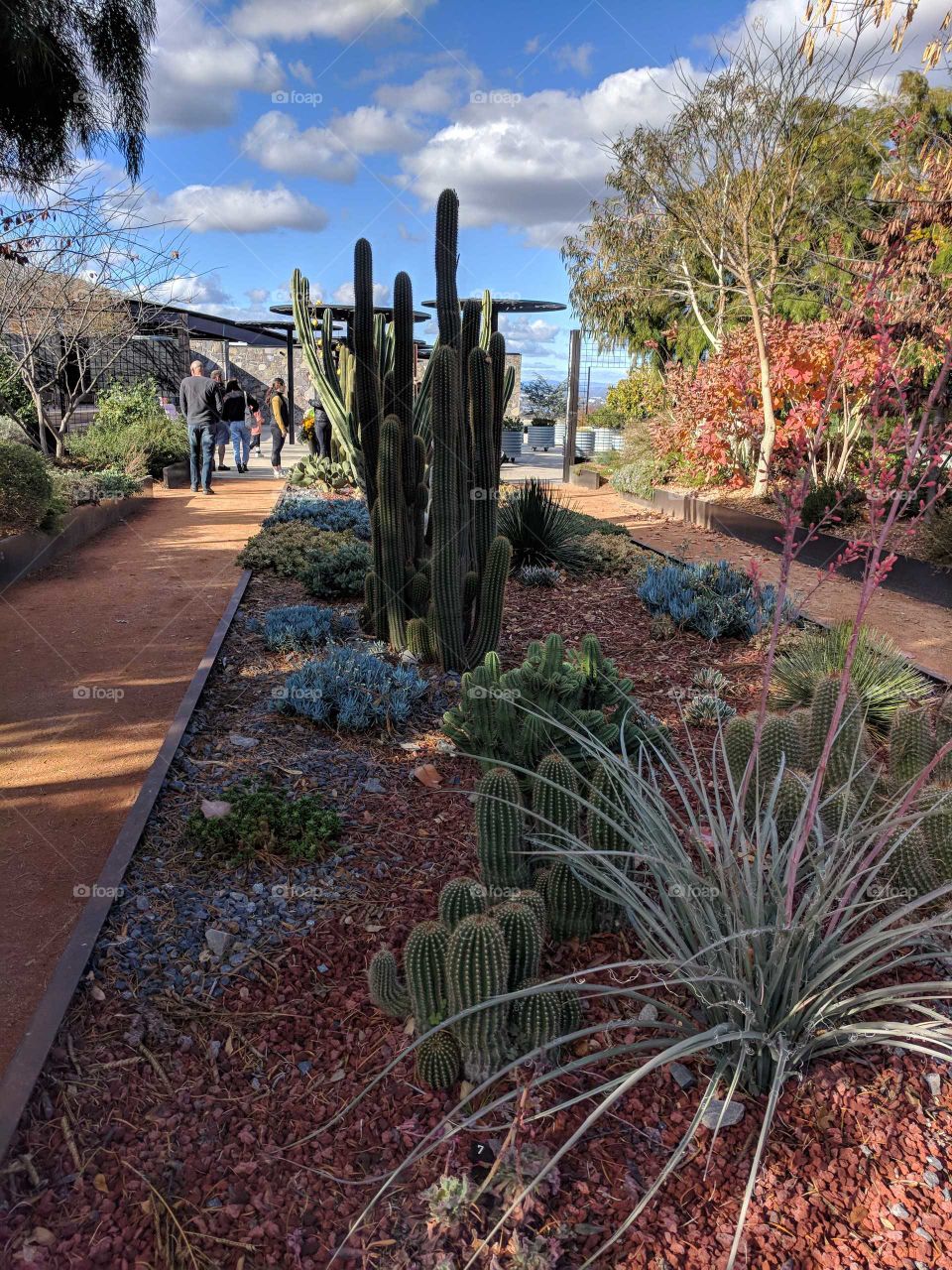 Bordered structured cactus plants and succulents surrounded by a walkway