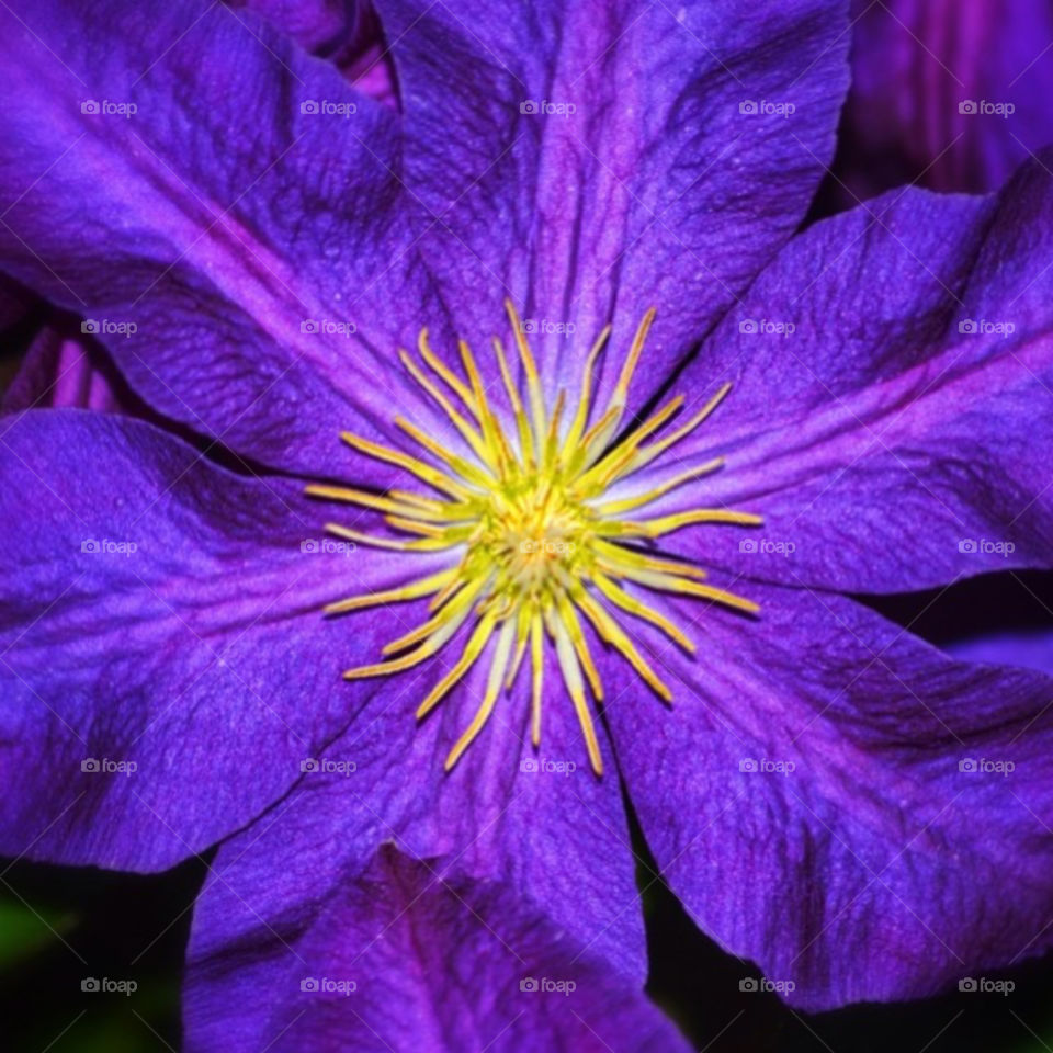 Close-up of a beautiful purple flower with a vibrant yellow pistil.