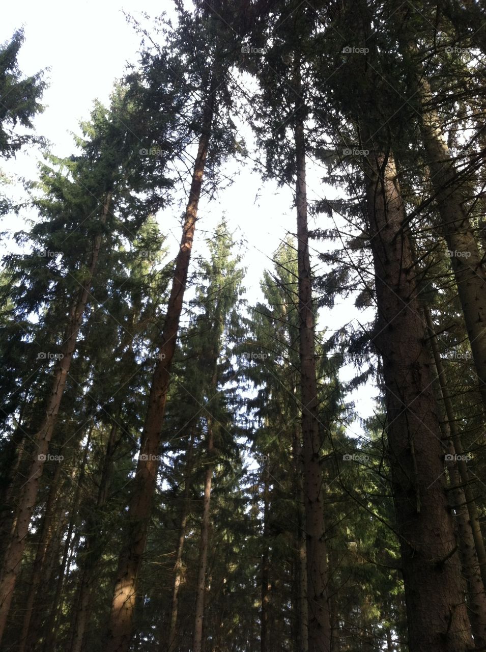 German forest