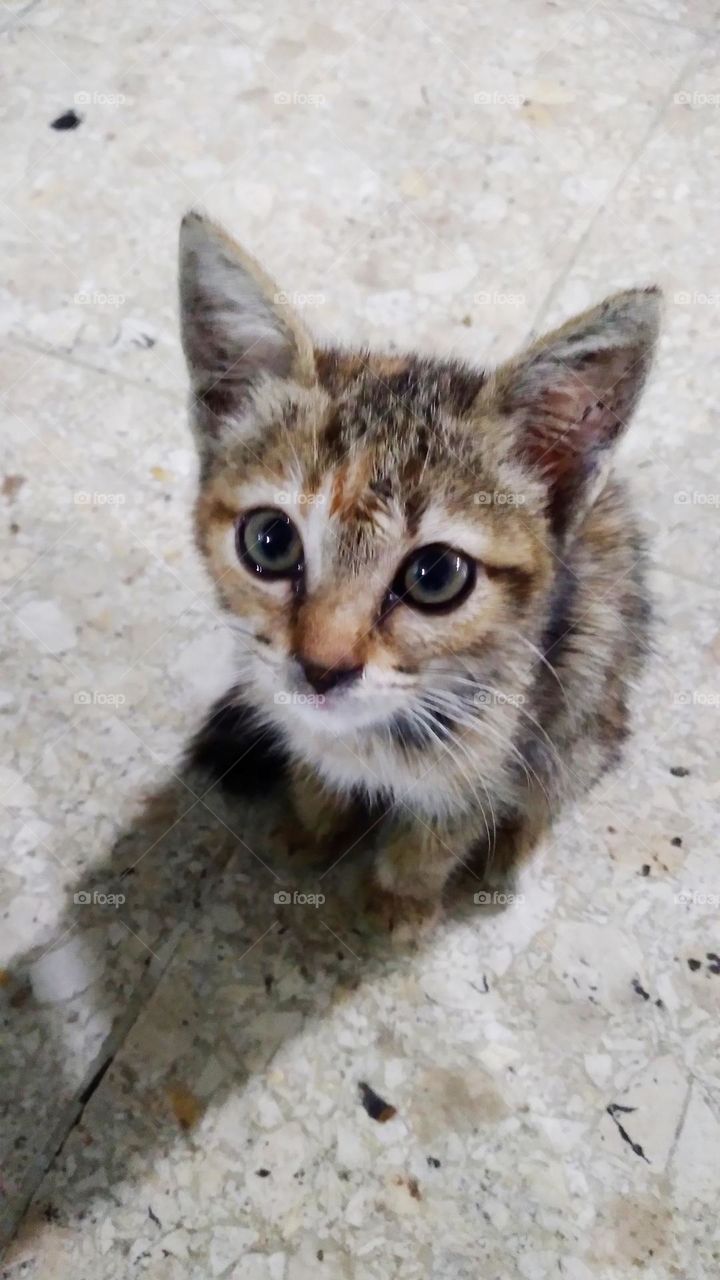 Cute kitten sitting on the floor