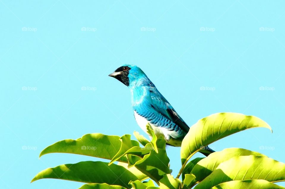 blue bird - saí andorinha