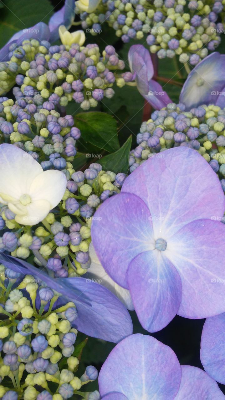 Nature, Flower, Flora, Floral, Garden