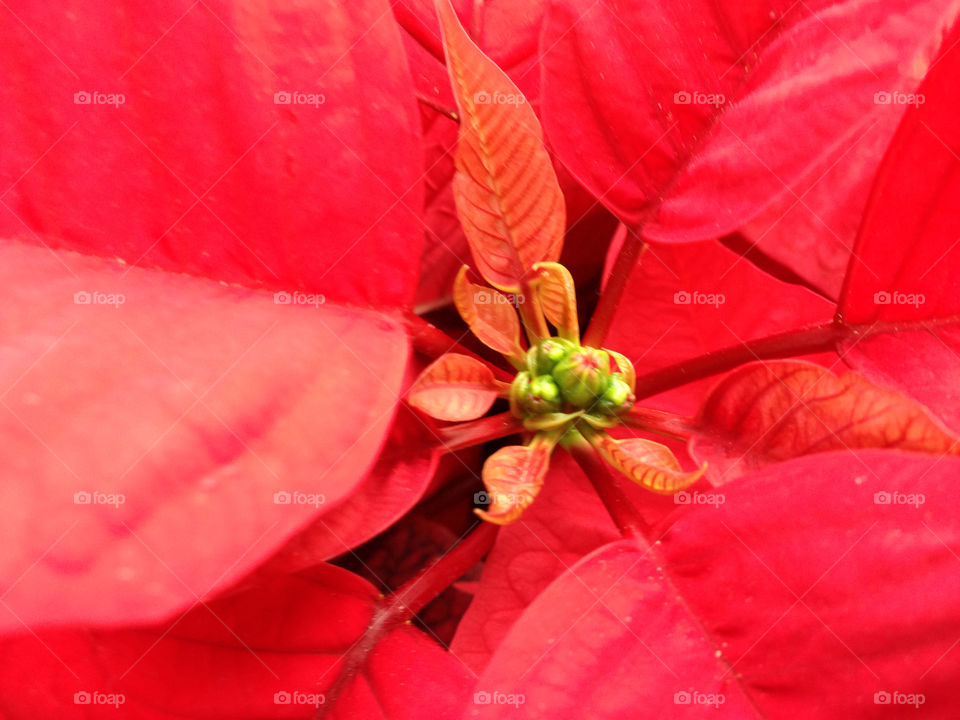 christmas poinsettia flower by melody