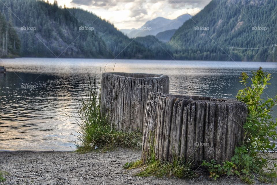 Old growth Tree stumps by glacial fed lake reservoir. Old growth Tree stumps by glacial fed lake reservoir