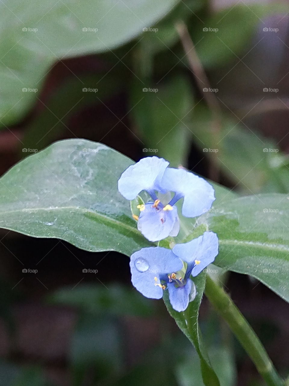 blue buds water Grass (Jamaican)