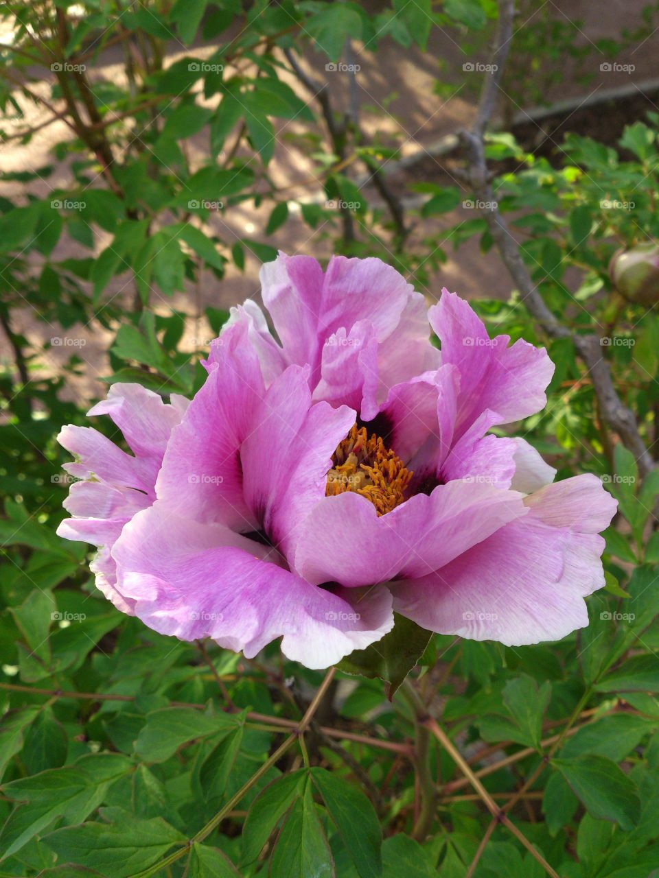 tree peony. tree peony