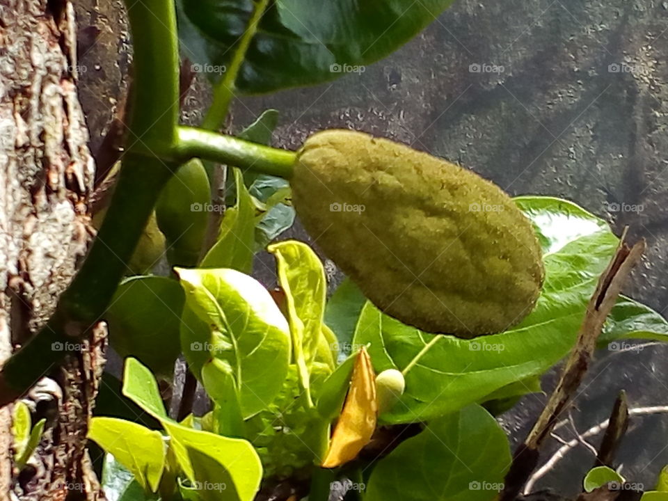 Jackfruit