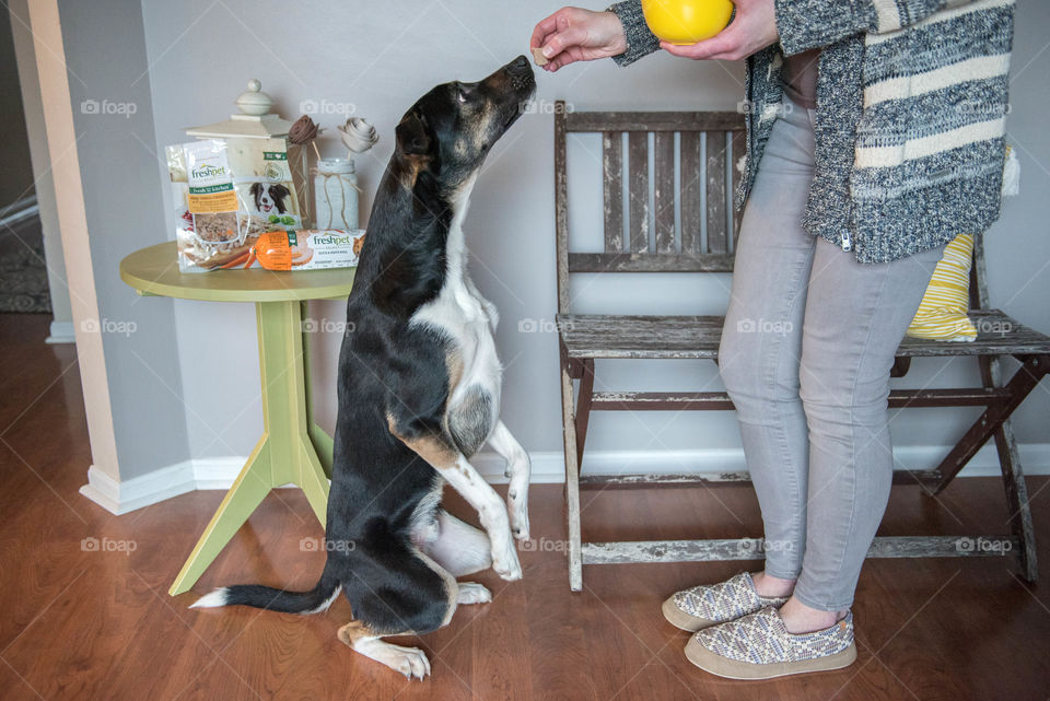 Woman having her pet terrier dog do a trick for a treat indoors