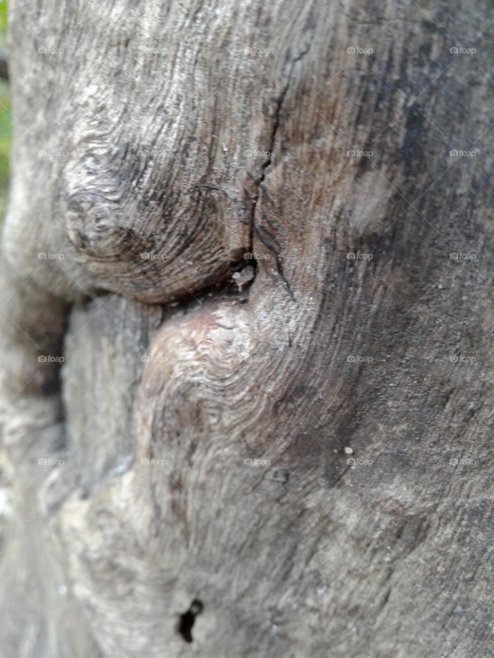 tree knot