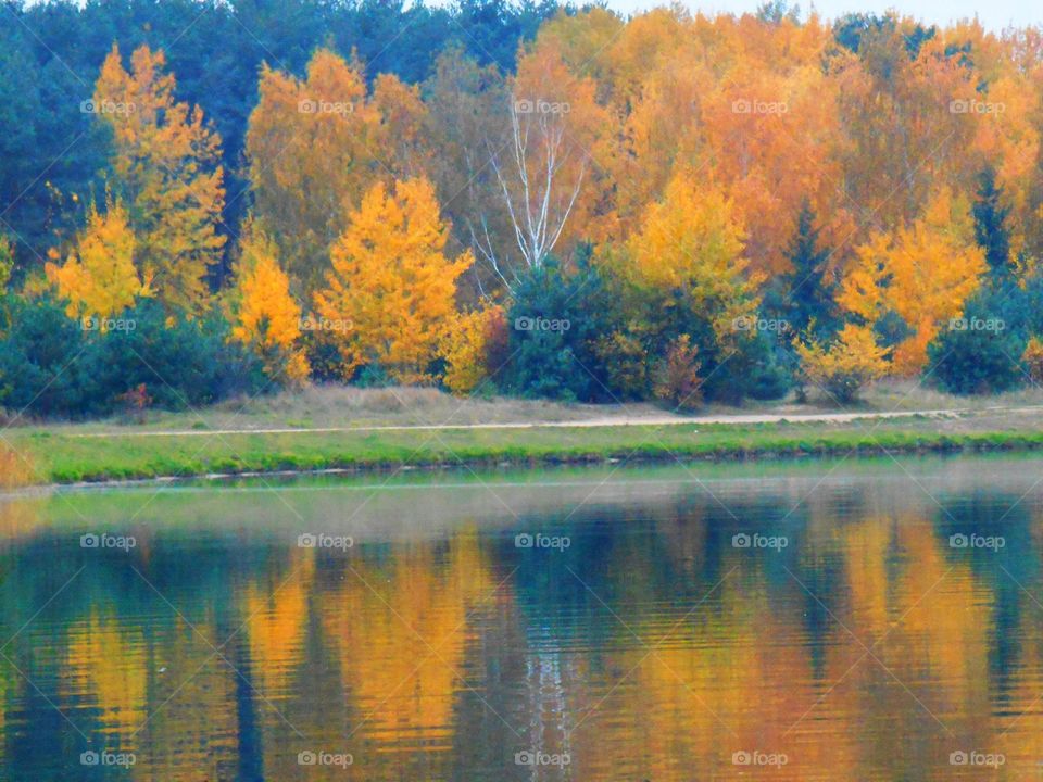 Scenic view of autumn trees