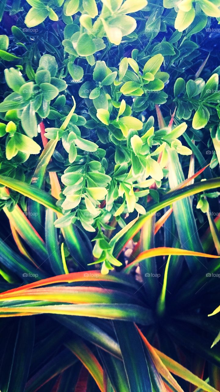 Plants
