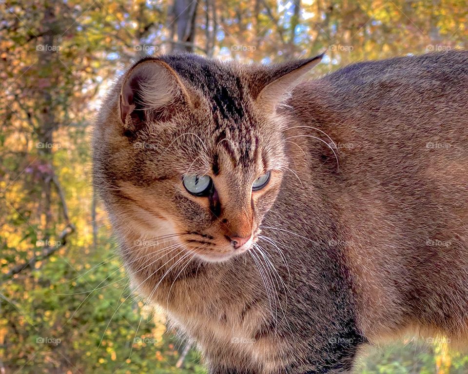 Watching Leaves