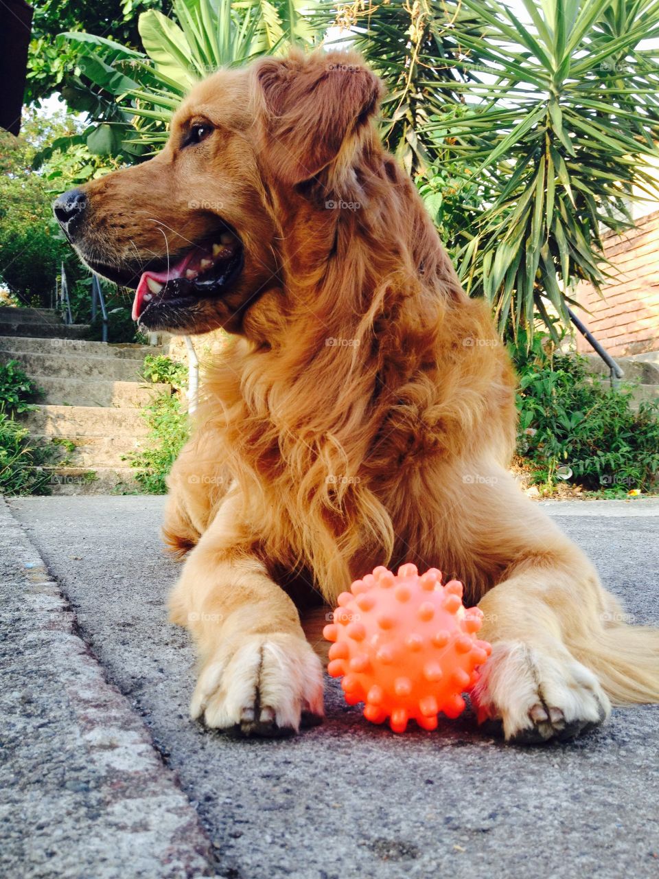 Golden retriever 