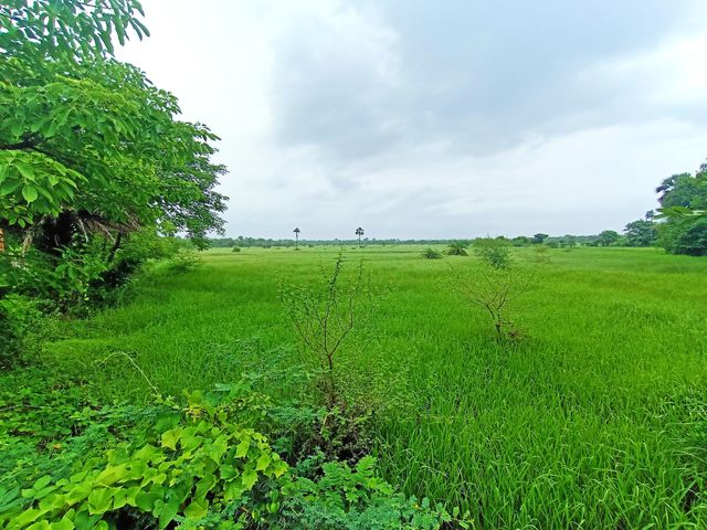 greenary