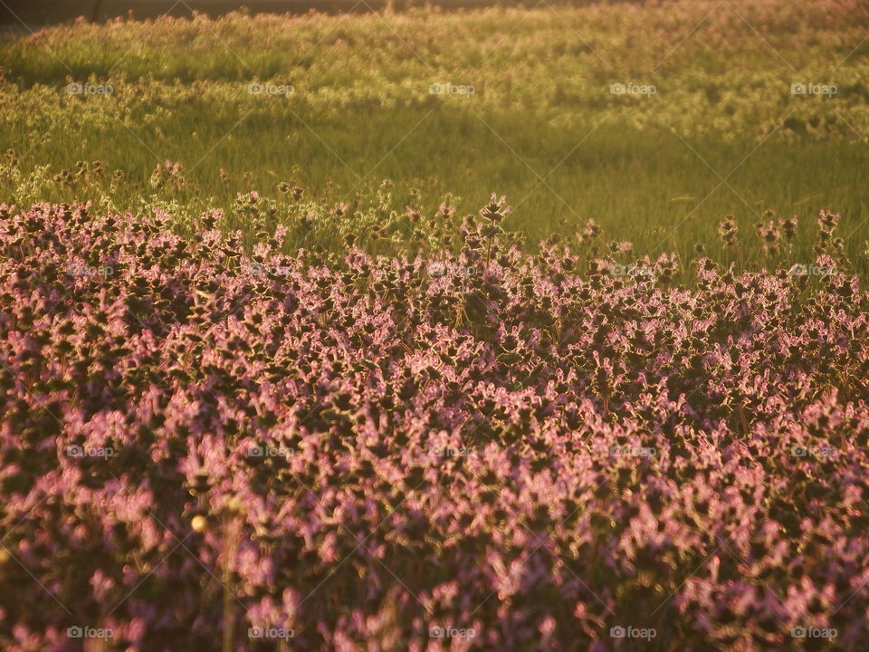 Spring field of purple flowers in the grass at evening golden hour with the sun shining from behind. Depth of field focus low angle.