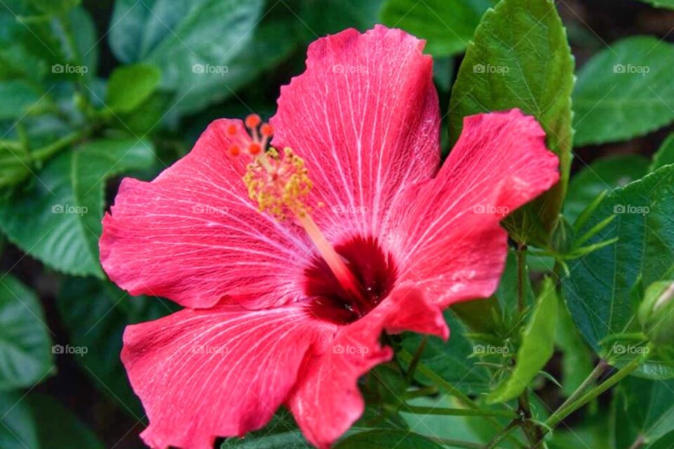 Red hibiscus 