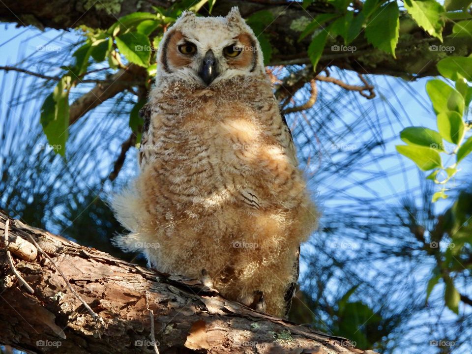 Urban Nature: Wildlife Baby Owl - Owls are extremely fluffy, usually covered in a very thick white or grey down. They often have black button-like round eyes and heart-shaped heads. A hook-shaped beak protrudes from the fluff