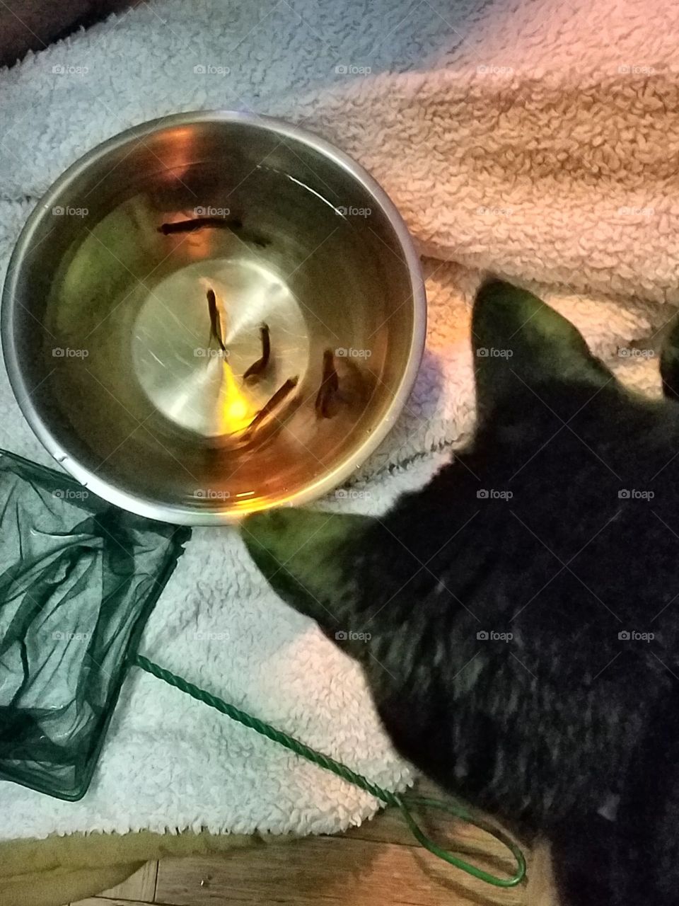 Cat looking down at bowl of fish on floor before green net scoops them up & into aquarium.