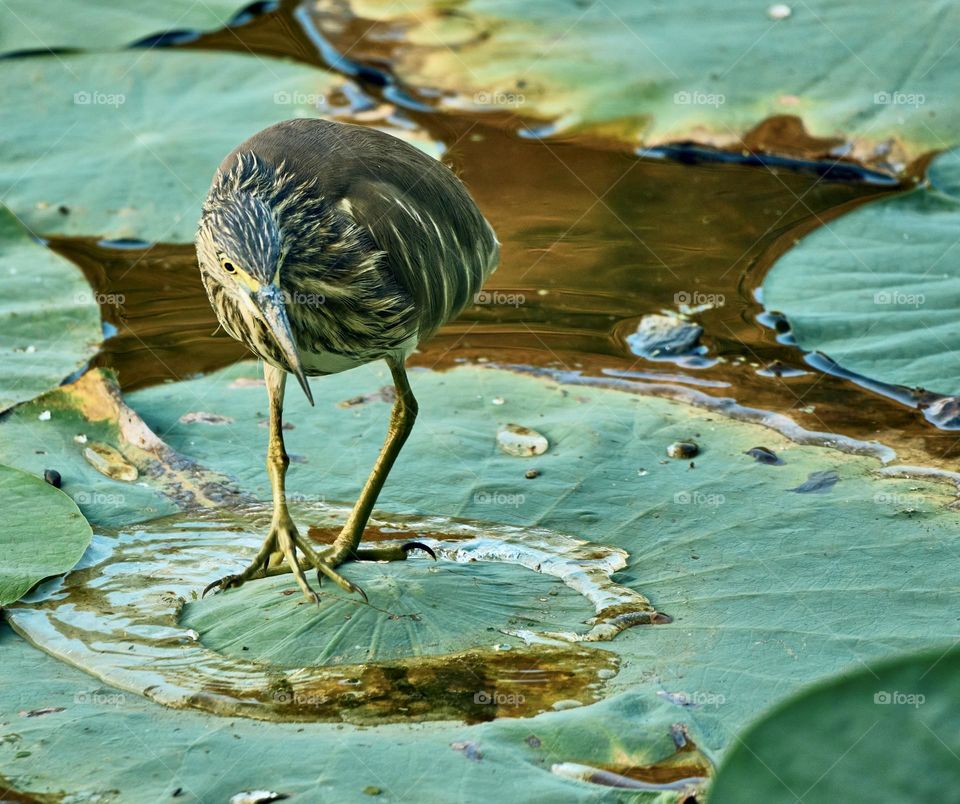 Water circle - bird - scout for prey 