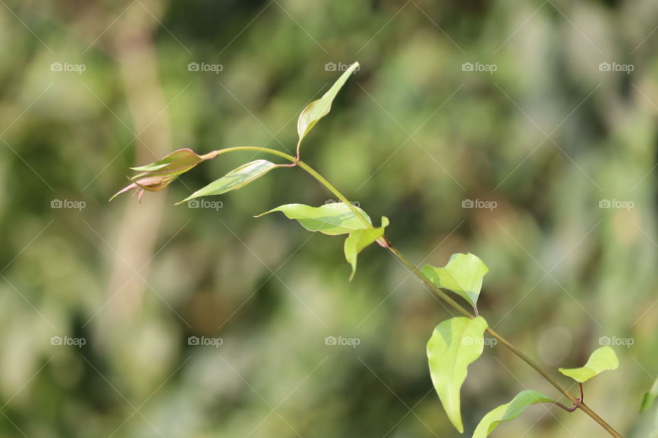 Green leaf with wind.