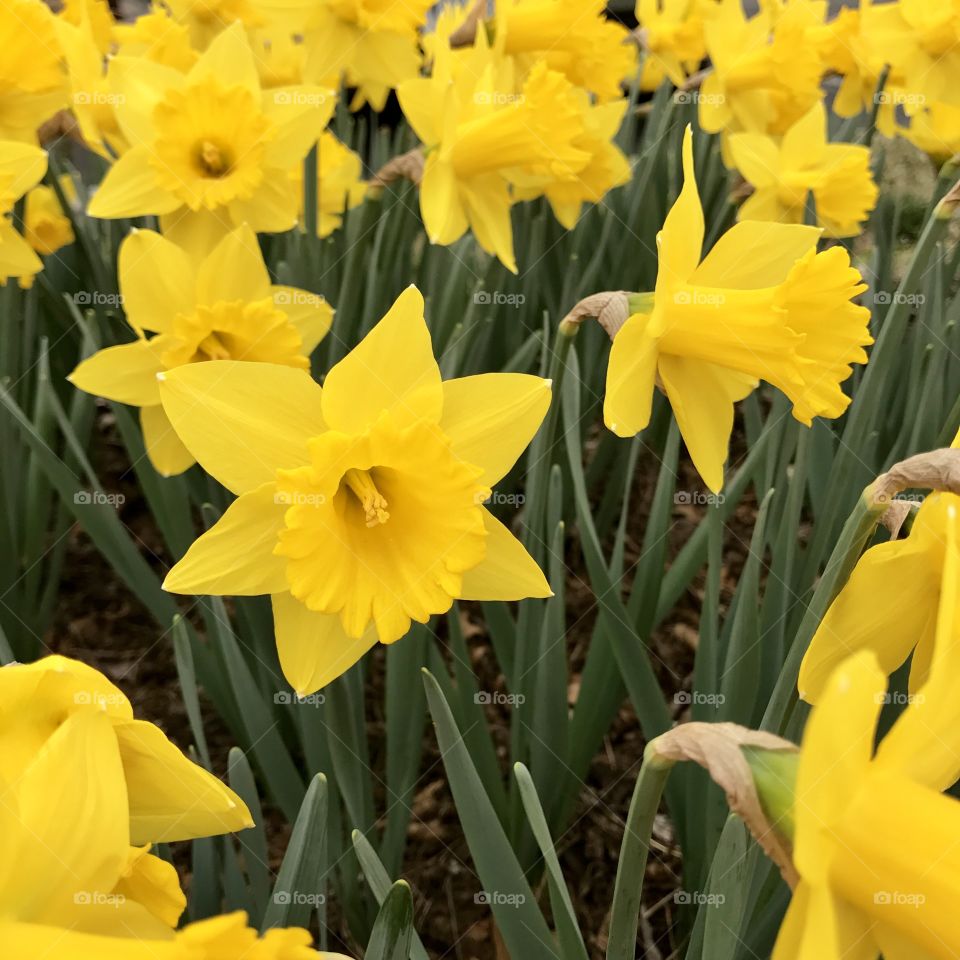 Yellow daffodil flowers