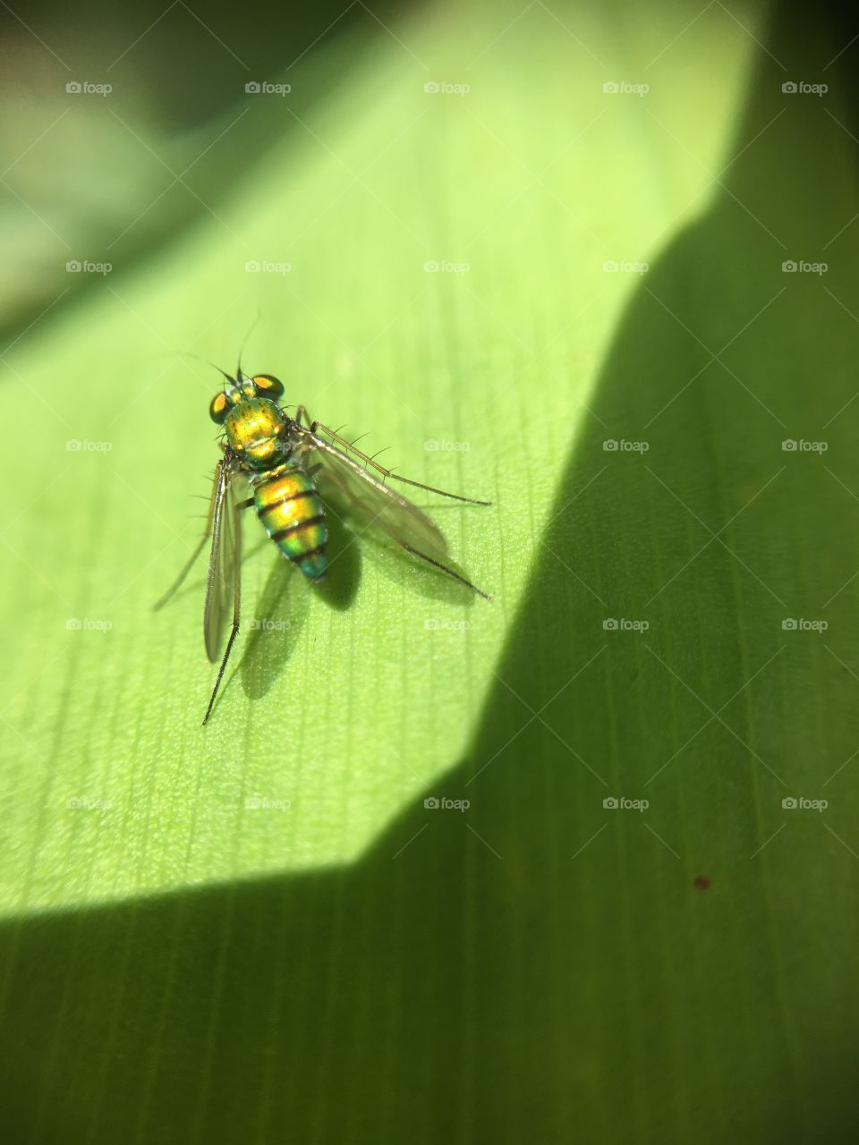 Green fly light and shadow