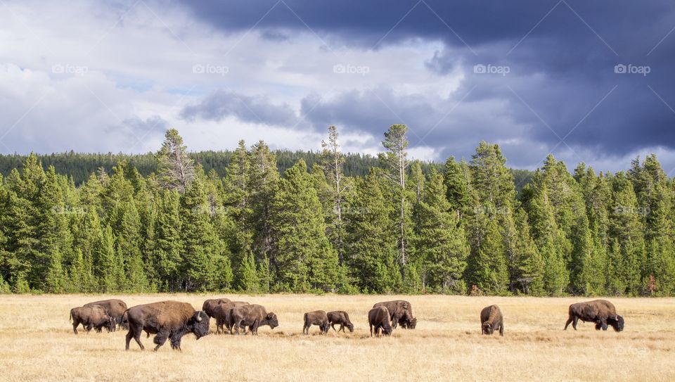 Wild Bison Hers on Grassland