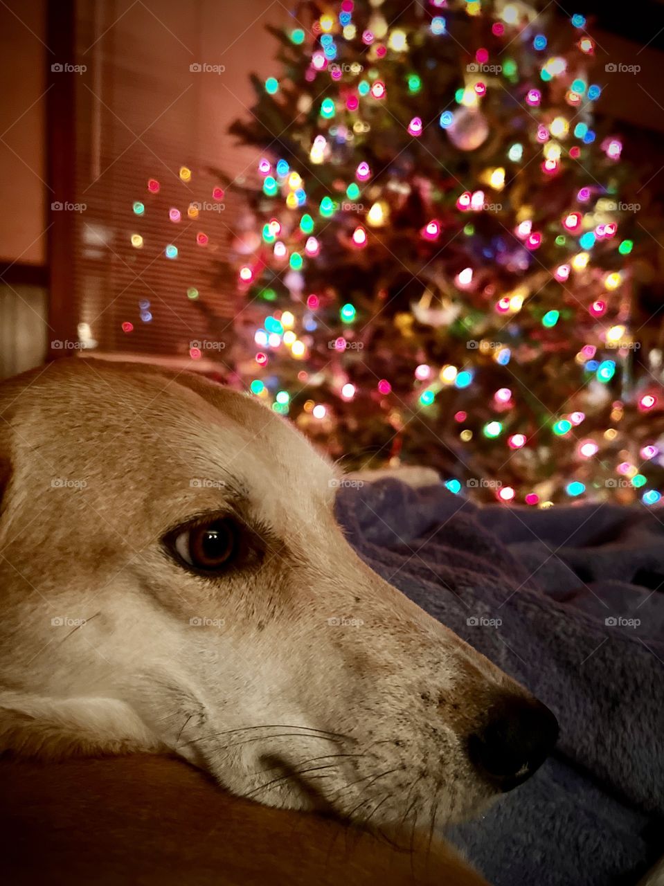 Closeup of pet hound dog in foreground and home interior with Christmas tree lights in background 